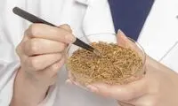 کشف استخوان مرموز قورباغه در یک خانه باستانی
