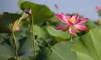 جاذبه گردشگری میان گل‌های نیلوفر آبی