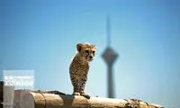 آخرین تصویر از توله‌ یوز ایرانی در غروب خورشید