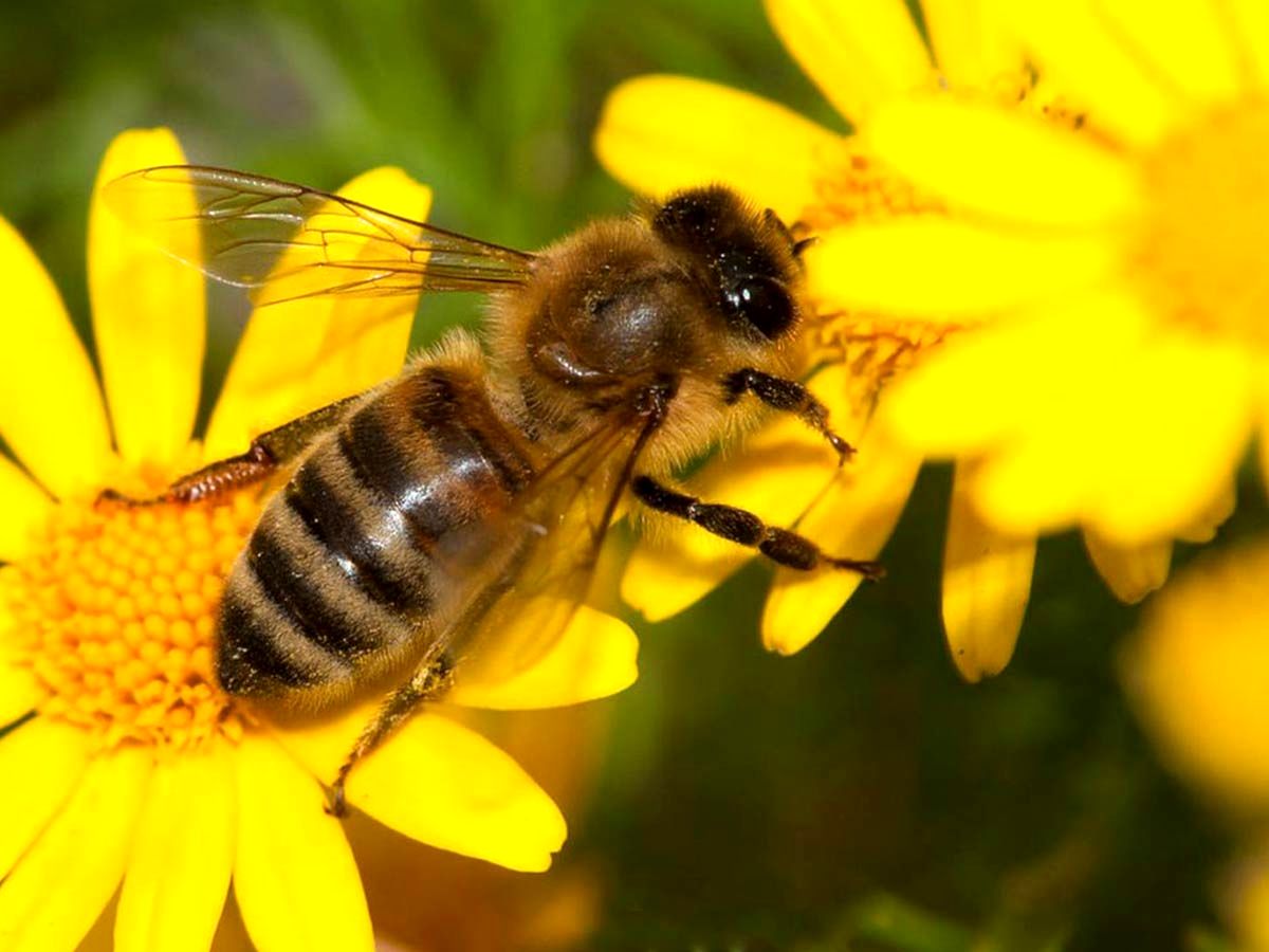 نمای دیدنی از نحوه‌ی عملکرد زنبور عسل