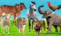 ویدئو جالب این دختر 950 میلیون بار دیده شد!