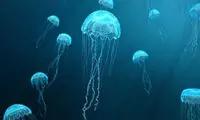 چند فکتِ عجیب درباره عروس‌های دریایی!