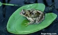 ویدئو باورنکردنی از بزرگ‌ترین قورباغه جهان