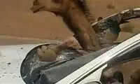 لحظه عجیب حمله‌ور شدن شتر به یک خودرو