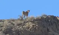 خبر خوب محیط زیستی درباره یوز ایرانی