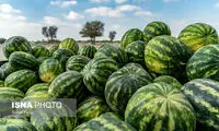 صادرات بیش از ۸۰۰ هزار تن محصول آب از کشور!