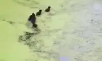 ببینید: بازی جالب یک مرغابی مادر با جوجه‌هایش