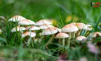 ماجرای مسمومیت عجیب یک خانواده در شیراز 