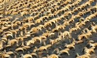 کشف ۲هزار کله مومیایی‌شده در معبد فرعون