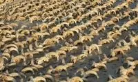 کشف ۲هزار کله مومیایی‌شده در معبد فرعون