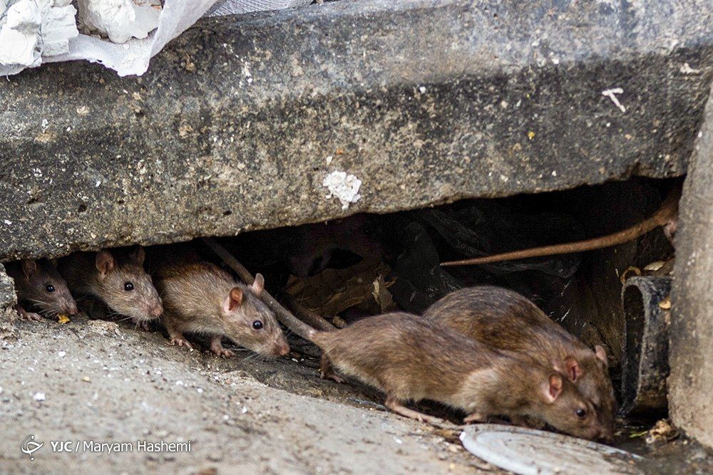 جولان هولناک موش‌ها در خیابان‌های تهران