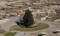 سرو ۴هزار ساله یا «سرو زرتشت» کجاست؟