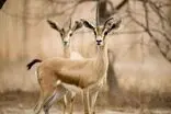 عبور ناگهانی گله آهو از میان شهروندان در شاهرود