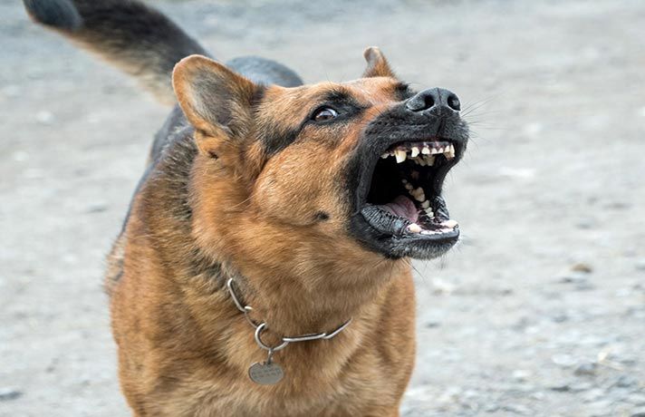 ویدیویی خوفناک از بزرگترین اجتماع سگ‌ها در کرج