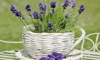 این کرم گیاهی می‌تواند علائم اگزما را کاهش دهد