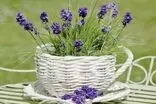 این کرم گیاهی می‌تواند علائم اگزما را کاهش دهد