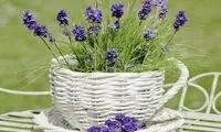 این کرم گیاهی می‌تواند علائم اگزما را کاهش دهد