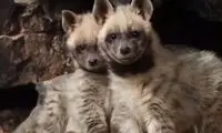 ویدئویی از بچه کفتارهای بامزه و رو به انقراض