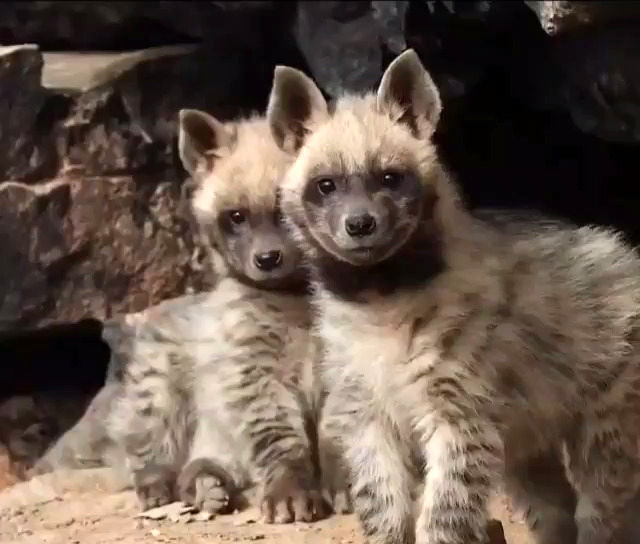 ویدئویی از بچه کفتارهای بامزه و رو به انقراض