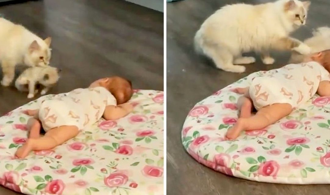 وقتی گربه مادر می خواهد بچه‌‍اش را به نوزاد انسان نشان دهد