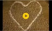 ارادت به عمه با استفاده از یک گله گوسفند!