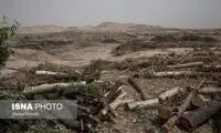 دستگیری چهار درخت دزد در تهران
