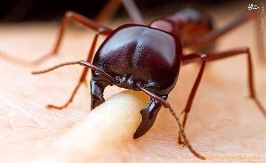 تاکتیک مورچه‌ها برای جلوگیری از غرق شدن!