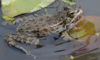 شکار باورنکردنی یک پرنده توسط قورباغه!