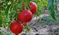 با این تکنیک ساده و سریع، انار را باز کنید