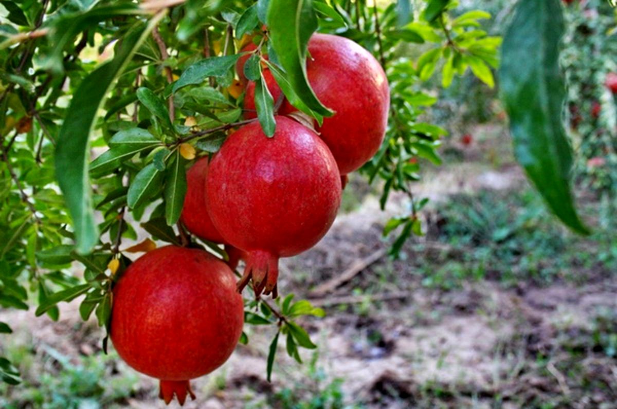 با این تکنیک ساده و سریع، انار را باز کنید