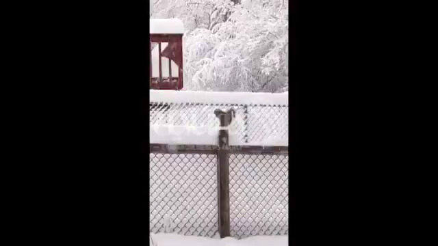 واکنش جالب یک سنجاب بازیگوش در تقابل با برف