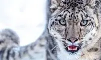 حمله خونین یک پلنگ برفی به آغل گوسفندان