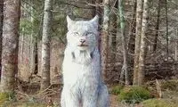 ژست گرفتن عجیب گربه وحشی جلوی دوربین