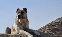 شرط عجیب استخدام کارمند در چین