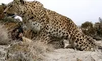 قاب دیده‌نشده از پلنگ ایرانی در جنوب!