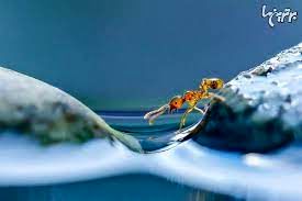 لحظه منحصربه‌فرد آب خوردن مورچه از روی برگ!
