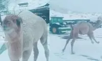 وقتی یک شتر برای نخستین بار برف دید!