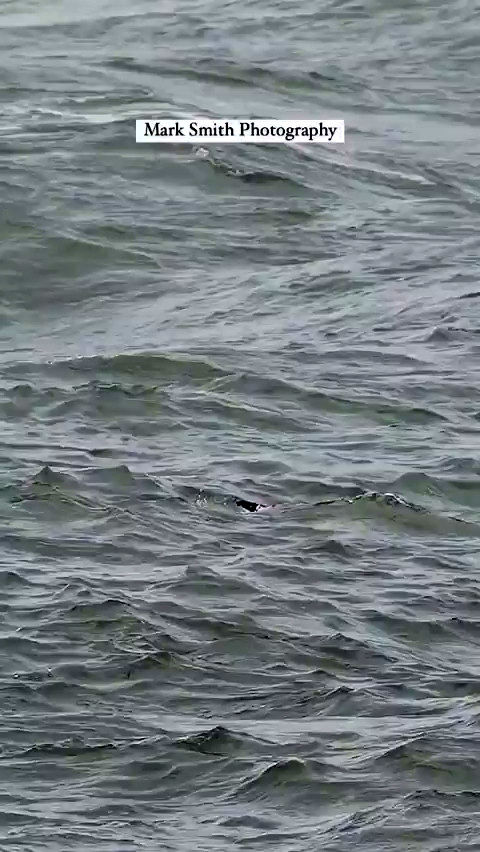لحظه شکار یک ماهی توسط عقاب تیزچنگال از دل اقیانوس