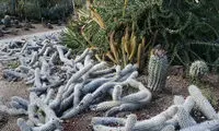 کاکتوسی که در بیابان راه می‌رود