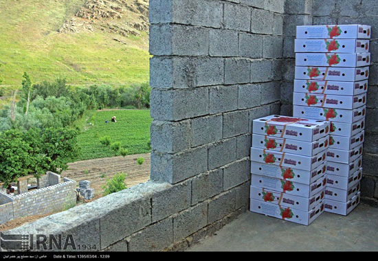 عکس: برداشت توت فرنگی در کردستان
