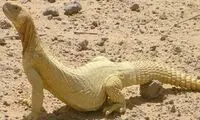 مهریه عجیب و غریب زن عرب! +عکس