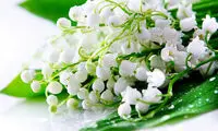 علاقه‌ی تاریخی ایرانیان به دسته گل