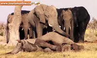 فیل ها هم سوگواری می کنند!
