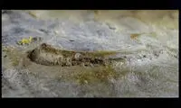 کشف قدیمی‌ترین چشم دست نخورده حیوانات