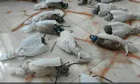 کشف بزرگترین محموله قاچاق شاهین