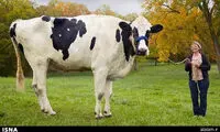 بلندترین گاو دنیا مُرد +عکس