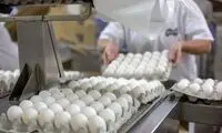 تکان شدید قیمت تخم‌مرغ در بازار