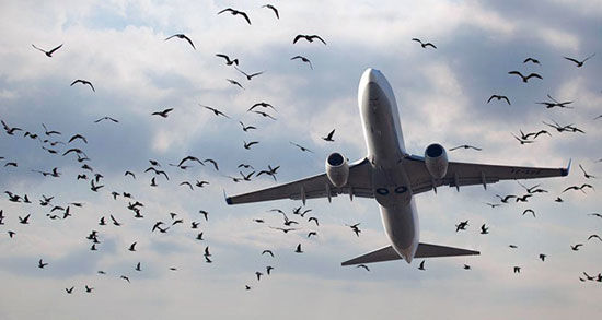 برخورد پرنده با هواپیما چه خطراتی به دنبال دارد؟