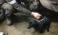 سگِ جعبه ابزار! +عکس