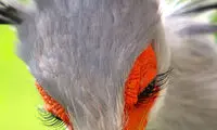 مرغ مُنشی؛ پرنده زیبایی که نماد آفریقای جنوبی شد